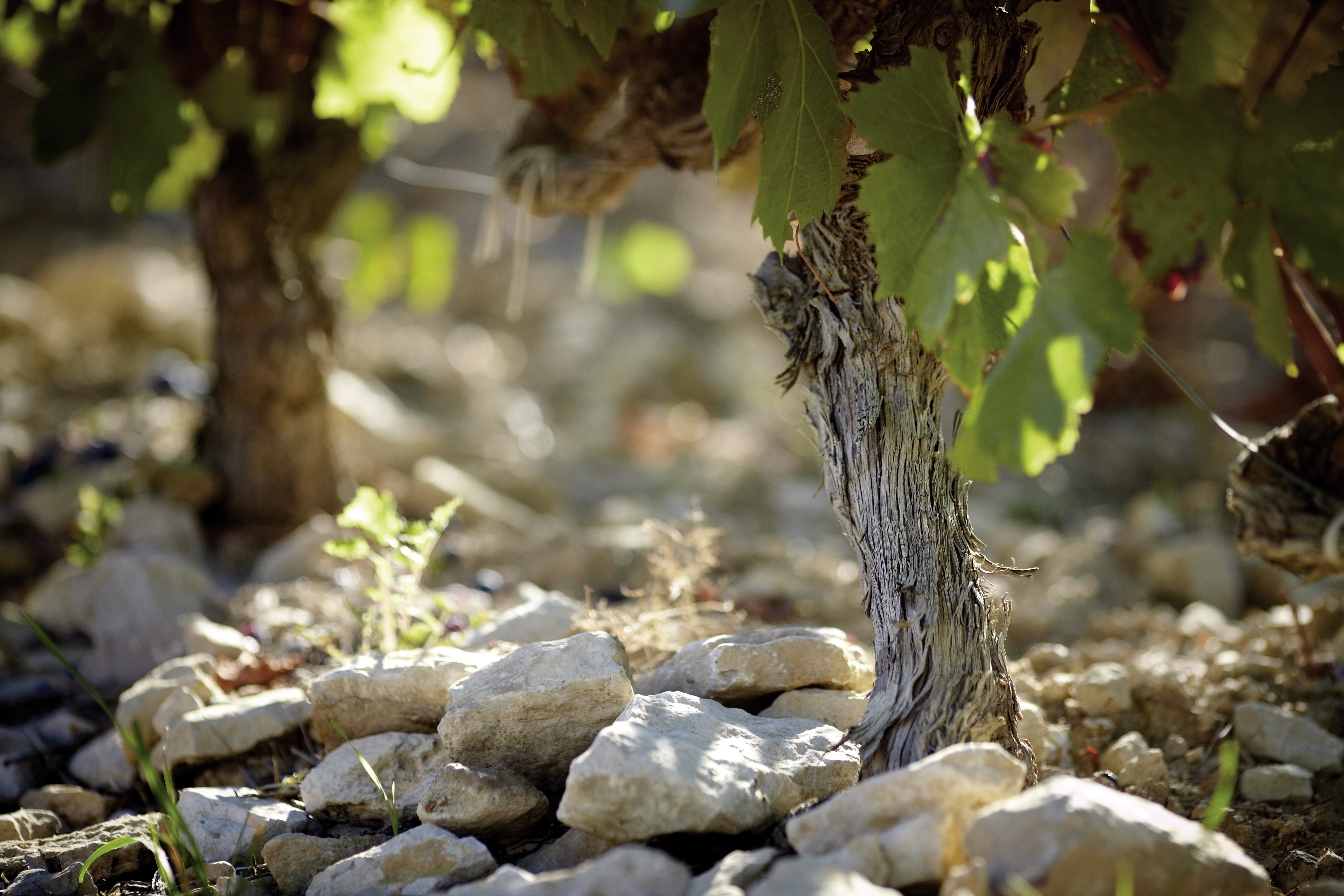 Chateau Pibarnon Rebstock